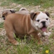 English Bulldog - male BARON 10