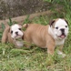 English Bulldog - male BARON 2