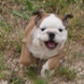 English Bulldog - male BARON 3