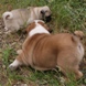 English Bulldog - male BARON 4