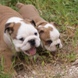 English Bulldog - male BARON 5