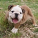 English Bulldog - male BARON 6