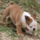 English Bulldog - male BARON 7