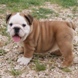 English Bulldog - male BARON 8