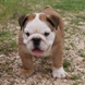 English Bulldog - male BARON 9