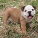 English Bulldog - male BARON m