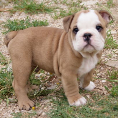 English Bulldog - male BOUNTY 