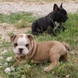 English Bulldog - male BOUNTY 10