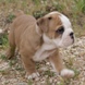 English Bulldog - male BOUNTY 2