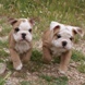 English Bulldog - male BOUNTY 3