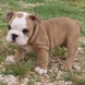 English Bulldog - male BOUNTY 4