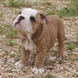 English Bulldog - male BOUNTY 5