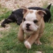 English Bulldog - male BOUNTY 6