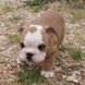 English Bulldog - male BOUNTY 7