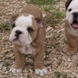 English Bulldog - male BOUNTY 8