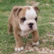 English Bulldog - male BOUNTY 9