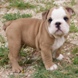 English Bulldog - male BOUNTY m