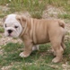 English Bulldog - male BROADWAY 10