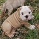 English Bulldog - male BROADWAY 2