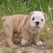 English Bulldog - male BROADWAY 3