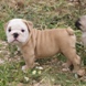 English Bulldog - male BROADWAY 4