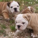 English Bulldog - male BROADWAY 6