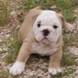 English Bulldog - male BROADWAY 8