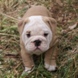 English Bulldog - male BROADWAY 9