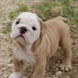 English Bulldog - male BROADWAY m