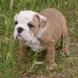 English Bulldog - male BRONX 10