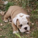 English Bulldog - male BRONX 2