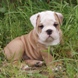 English Bulldog - male BRONX 3