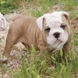 English Bulldog - male BRONX 4