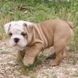 English Bulldog - male BRONX 5