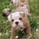 English Bulldog - male BRONX 6