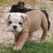 English Bulldog - male BRONX 7