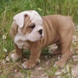 English Bulldog - male BRONX 8