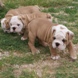 English Bulldog - male BRONX 9