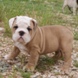 English Bulldog - male BRONX m