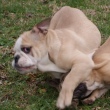 engleski buldog - muško štene na prodaju - VAN GOGH 1