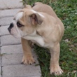 engleski buldog - muško štene na prodaju - VAN GOGH 5
