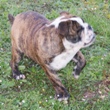 engleski buldog - muško štene na prodaju - VANDALL 6