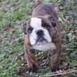 engleski buldog - muško štene na prodaju - VANDALL 3
