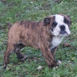 engleski buldog - muško štene na prodaju - VANDALL 4