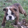 engleski buldog - muško štene na prodaju - VANDALL 