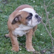 engleski buldog - muško štene na prodaju - VATRA