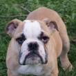 engleski buldog - muško štene na prodaju - VERSACE 4