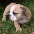 engleski buldog - muško štene na prodaju - TURBO 5