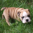 engleski buldog - muško štene na prodaju - TWISTER 3