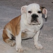 English Bulldog - puppy for sale - YUMBO 1